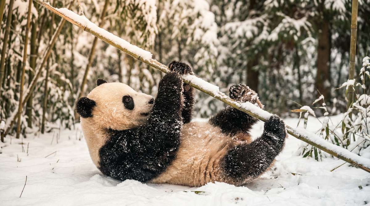 日本三级今日推荐熊猫视频